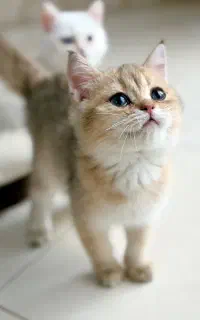 گربه نانازی