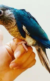 طوطی سان پیدا شده