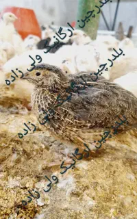 بلدرچین ارگانیک