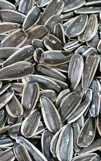 تخمه خام  اس ۴۰۰