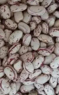 لوبیا چیتی