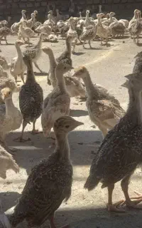 فروش جوجه‌ه بوقلمون برنز وبوربون