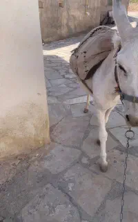 الاغ سه ساله گله گرد