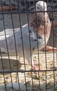 کفتر