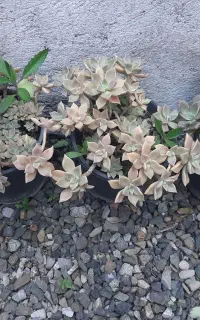 گل طبیعی با گلدون