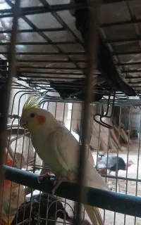 عروس هلندی