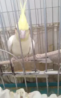 نر و ماده عروس هلندی بالغ