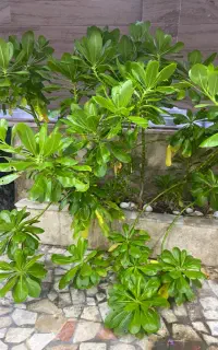 هرس کاری گل و گیاه