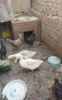 مرغابی