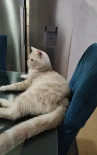 گربه