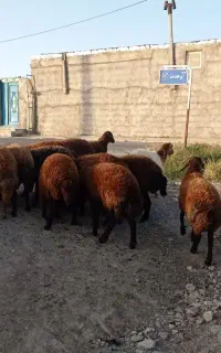 گوسفند