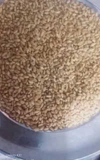 گندم بذری و جو بذری