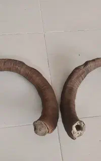 شاخ چاقو سازی