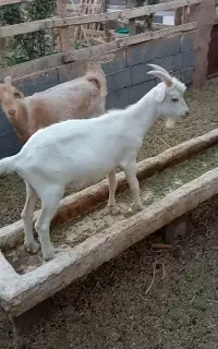 بزغاله نر سانن وبز