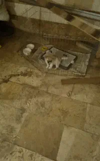 توله سگ پامر خرسی
