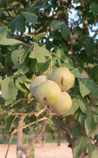 گردو پوست سبز کاغذی درجه 1