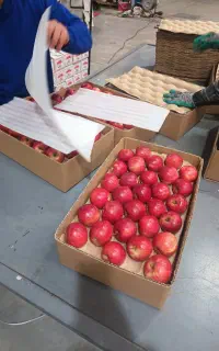 کار سورتینگ سیب