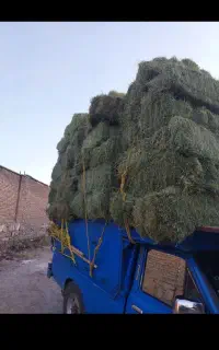 یونجه تاش اول