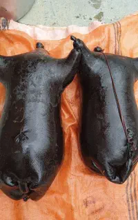 هیزه فروشی درجه یک و بی عیب