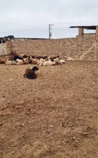 کارگر ساده دامداری