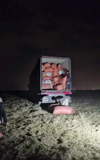 کاه گندم