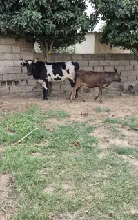 گاو گوساله دار ۲راس جوان اول شکم