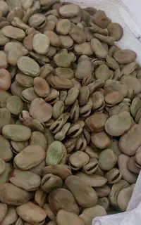 باقله خشک  درجه یک
