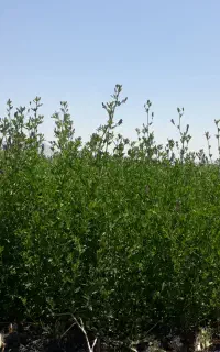 یونجه درجه یک چین دوم