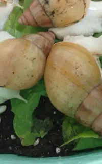آرایشی