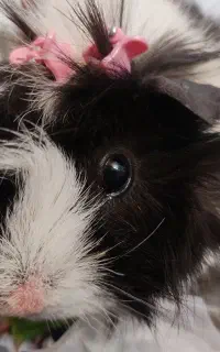 خوکچه هندی موبلند فشن ( هشت ماهه نر)