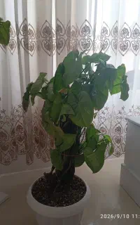 گل سیگنونیوم