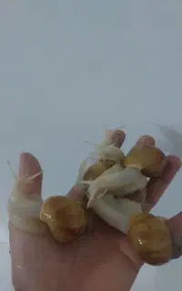 حلزون
