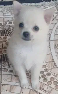 توله‌سگ گمشده