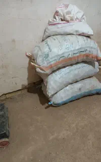 سیب زمینی فقط دامی است