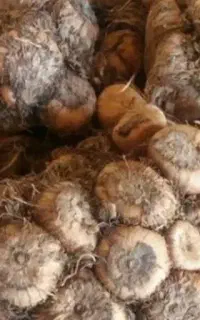 بذر زعفران پیاز زعفران