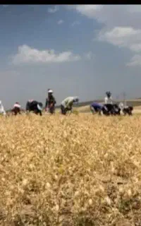 سر کارگر