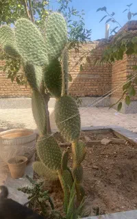 کاکتوس