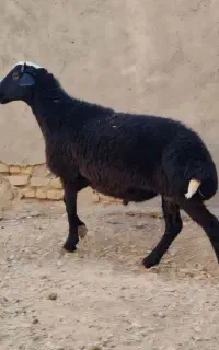 همو هترو قوچ