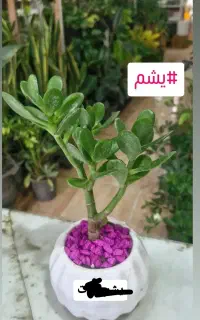 یشم گیاه ثروت ۲۸ت