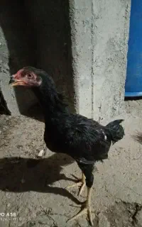 پنج عدد جوجه لاری