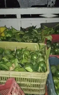 نارنج تازه روزی دو تن