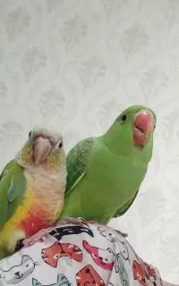 پرنده گم شده