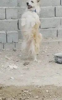 پاکوتا