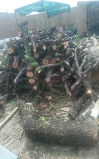 چوب کندن زمین بریدن درخت