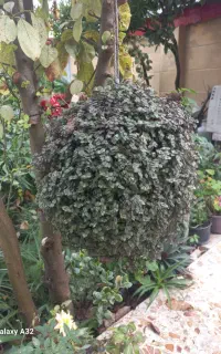 تعدادی گل خانگی به فروش میرسد