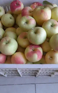 سیب زشک تازه