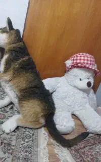 خرس وسگ