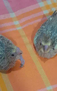 جوجه عروس هلندی