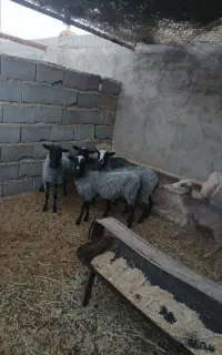 فروش بره رومانوف