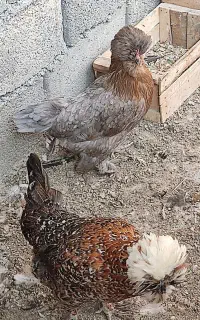 مرغ سلطان تخم گذار